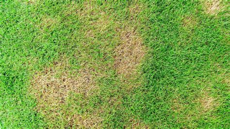 How To Fix Common Lawn Problems