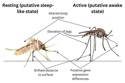 do mosquitoes sleep