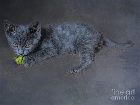 Chartreux Kitten Photograph By Elisabeth Lucas Fine Art America
