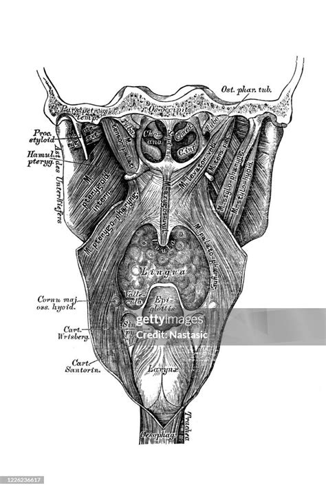 The Muscles Of The Soft Palate Viewed From Behind High Res Vector