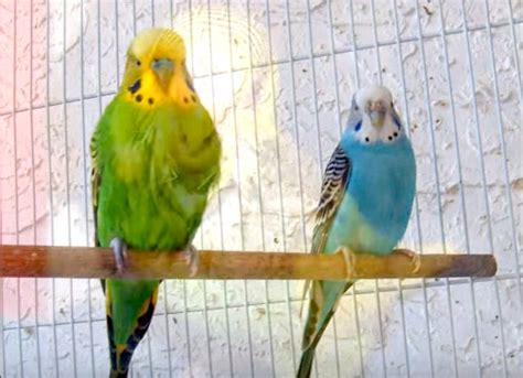 How To Tell A Parakeets Gender I Love Parakeets