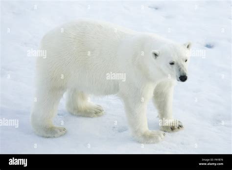 Greenland Scoresby Sound Polar Bear Standing On Sea Ice Stock Photo