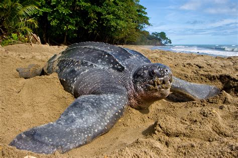 Leatherback Turtle — The State Of The Worlds Sea Turtles Swot