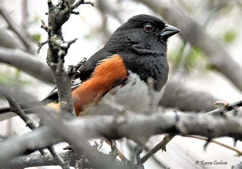 Eastern Towhee Pipilo Erythrophthalmus Male Momentarily Flickr