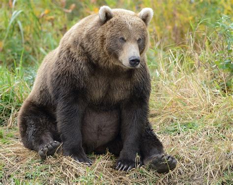 South Kamchatka Reserve The Most Bearish Place In Russia · Russia