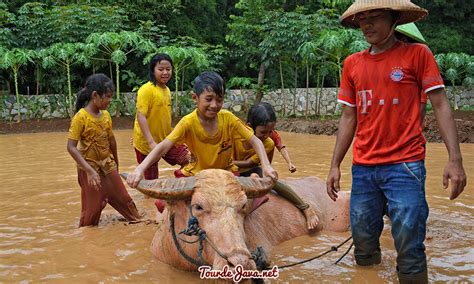 Macan tutul muda yang disebut turun gunung ke pemukiman warga dan menyantap ternak berhasil dibius dan dievakuasi petugas untuk kemudian telah masuk seekor satwa macan tutul yang diperkirakan masuk dan terperangkap dalam kandang unggas pada malam hari sebelumnya, dan. Mengenal Dunia Ternak di D'Kandang - Amazing Farm | Wisata Pulau Jawa