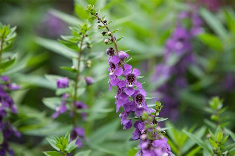 How To Grow And Care For Angelonia