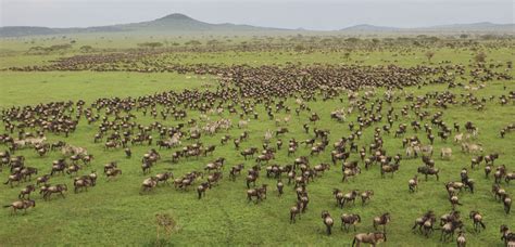 Best Time To Visit Serengeti National Park When To Go