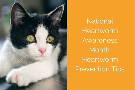 National Heartworm Awareness Month Heartworm Prevention Tips Blog