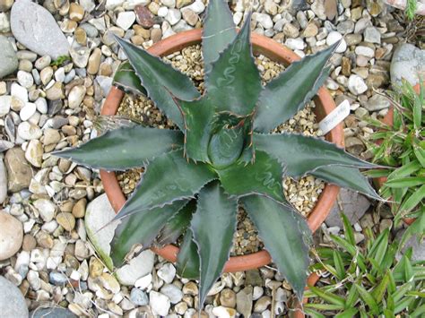 Native to arizona, texas and new mexico. Agave montana - Mountain Agave | World of Succulents