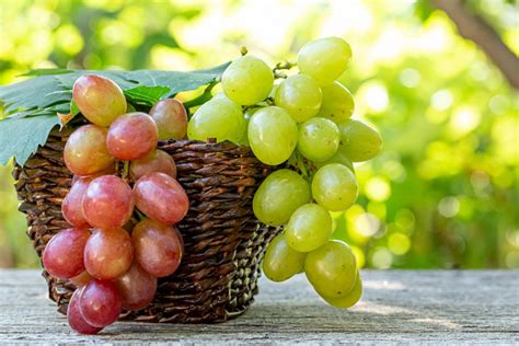 We did not find results for: Uva da tavola: le 17 varietà da riconoscere | Dissapore