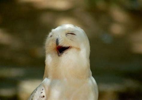 Download and use 50,000+ funny animals stock photos for free. Smiling animals - Random Photo (15274930) - Fanpop