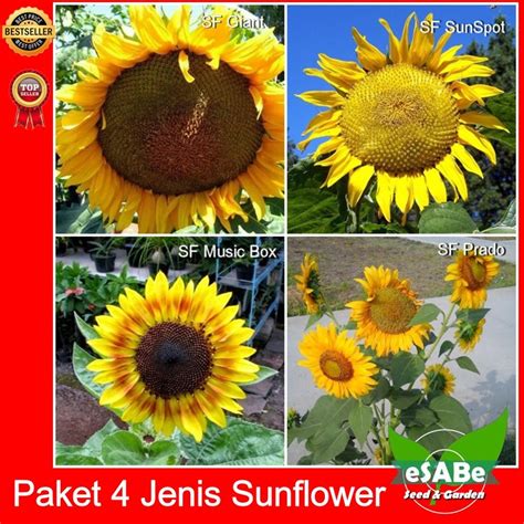 Bunga matahari dikenal tumbuh ke arah matahari, perilaku ini dikenal dengan istilah heliotropik. Jual Paket Hemat Benih Bunga Matahari 4 Jenis Mudah Tumbuh ...
