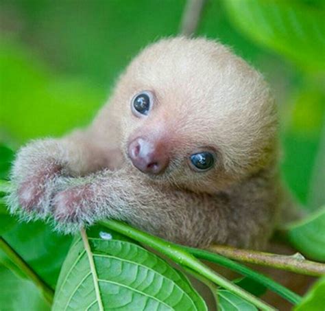 Description Baby Sloth Cute Baby Sloths Cute Baby Animals
