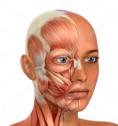 An Image Of A Woman S Face With Muscles Highlighted In The Head And Neck