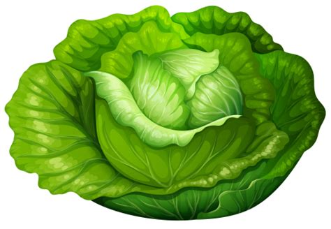 Cabbage Png Clip Art Best Web Clipart
