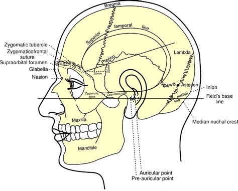 3d interactive models and tutorials on the anatomy of the head and face, including the musculature, osseus strutures, ear, orbit, nasal cavity and more! Studying Anatomy and Physiology 101: The Tips, Tricks ...