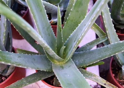 4 the right irrigation water for cacti. Aloe Vera: How to Care for Aloe Vera Plants | The Old ...
