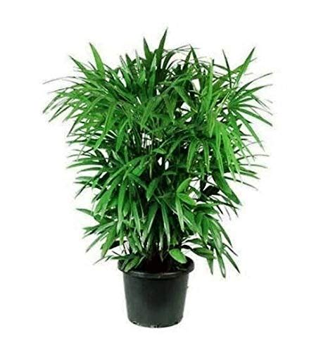 Lady Palm Rhapis Excelsa Grow And Care Indoors