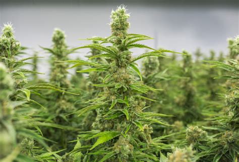 Cannabis ist eine droge, die in großen teilen der welt illegal ist. «Endlich kein schlechtes Gewissen mehr» - Kanada ...