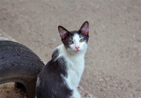Cute Stray Black And White Cat With Green Eyes Stock Image Image Of