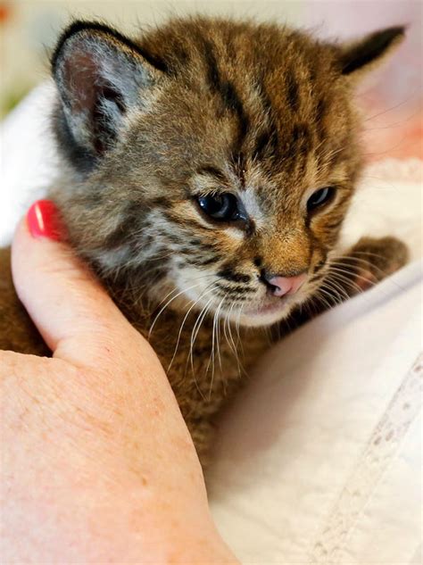 Rabies Fears Bobcat Kitten Euthanized After It Bit Man Who Found Her