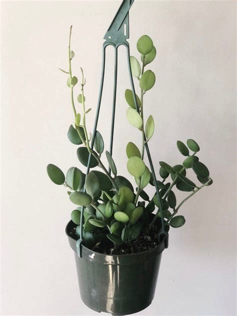 Silver dollar vine, dollar vine, penny plant, silver dollar plant. Silver dollar vine - silver dollar plant - dollar vine ...