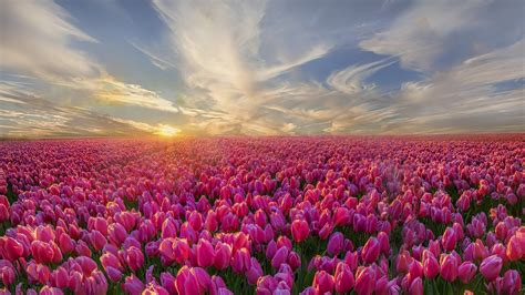 Download Cloud Nature Horizon Landscape Field Pink Flower Flower Tulip