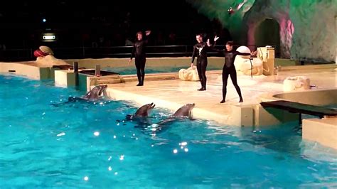 hd dolfijnen show in het dolfinarium youtube