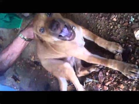 Pac Pattaya Animal Coalition And Thailand Dogs Youtube