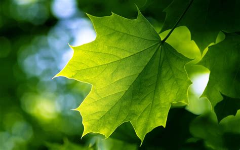 Single Leaf Wallpapers Top Free Single Leaf Backgrounds Wallpaperaccess