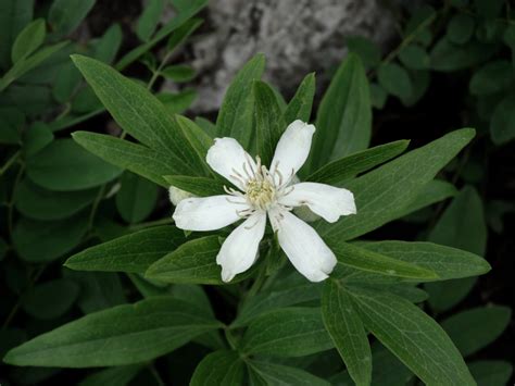 Покупка и основные требования к месту посадки клематисов. Clematis hexapetala - Изображение особи - Плантариум