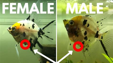 How To Tell The Difference Between Female And Male Angelfish Easiest