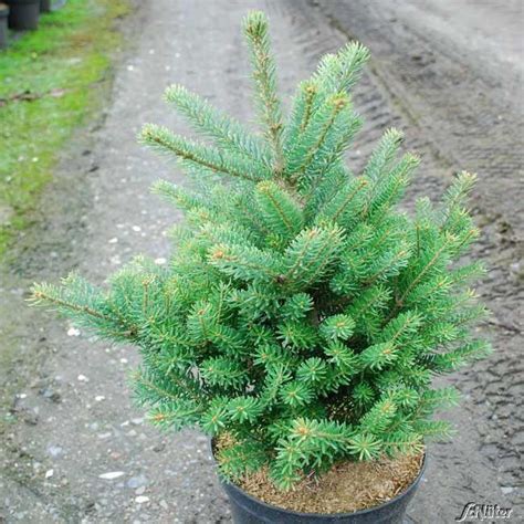 Wir haben alle infos zu koniferen im kübel. Zwergtannenbaum 'Molli' (40-50 cm) Abies koreana 'Molli ...