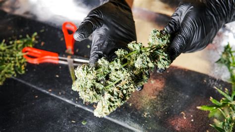 Tips And Tricks For A Successful Cannabis Harvest Gourmet Grass Canada