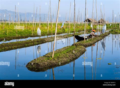 Floating Gardens At Inle Lake Myanmar Asia Stock Photo Alamy
