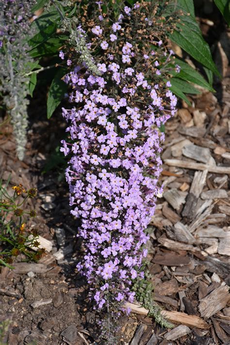 We would like to show you a description here but the site won't allow us. Grand Cascade Butterfly Bush (Buddleia 'Grand Cascade') in ...