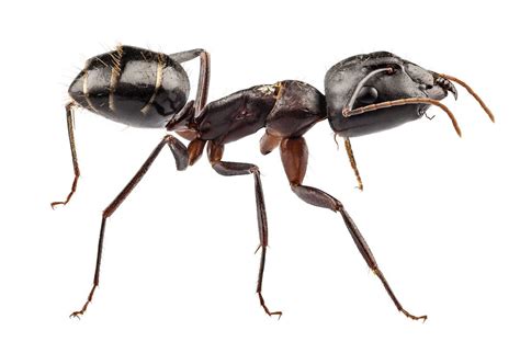 Boric acid can be mixed with sugar water or honey for ants and bugs who eat sweets. Carpenter Ants or Termites - Pronto Pest Management