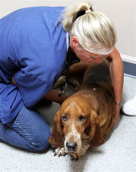 Vaccines, examinations, routine surgeries, veterinary behaviour consults and minor medical issues can be addressed in the comfort of your home or in the well equipped mobile clinic. North Lexington Veterinary Clinic Coupons near me in ...