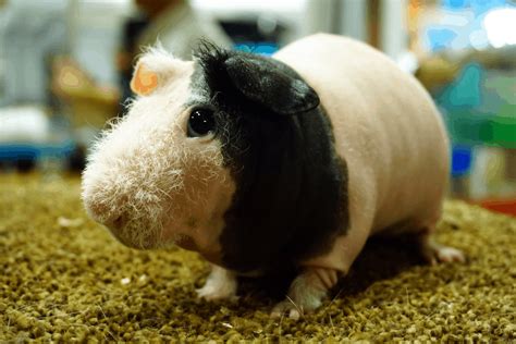 11 Guinea Pig Breeds In Singapore Personalities And Care Tips