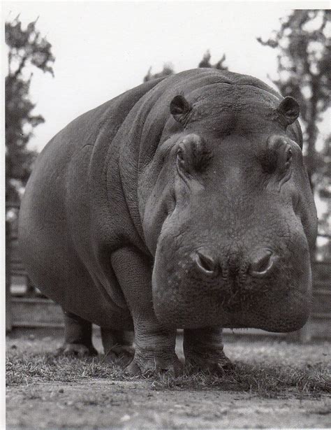 Pin By Rolopolobookblog On Hippos And Rhinos Hippopotamus Hippo