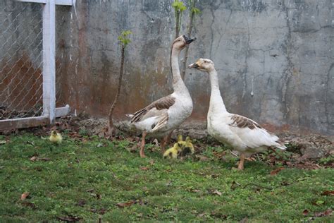 Panen buang telur cara ini dilakukan setelah burung membuat sarang dan bertelur sebanyak dua butir, telur tersebut kemudian dibuang lalu sarangnya diambil. Sharing is Caring: Belajar Beternak Angsa dan Anak Angsa ...