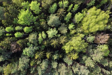 Forest Aerial View Tops Of Green Trees Aerial Shot Of Forest