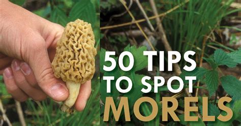 Expert Tips To Spot Morels And Increase Your Harvest Outdoorhub
