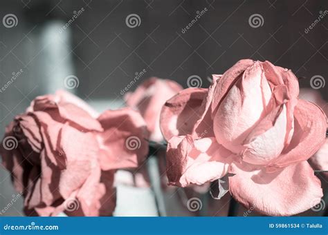 Fading Rose Pink Color Stock Photo Image Of Sunlight 59861534