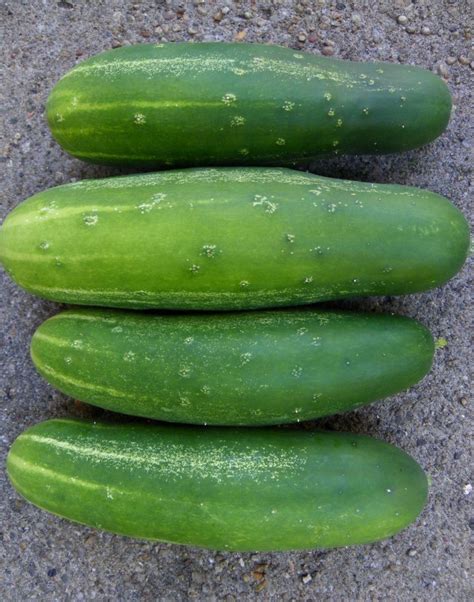 Cucumber White Wonder St Clare Heirloom Seeds Heirloom And Open