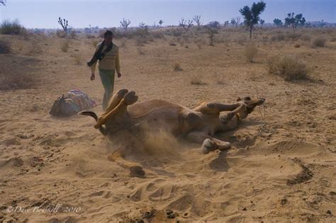 Photography, camel ride, safari, culture. Another Camel Safari in Rajasthan, Two Times a Charm