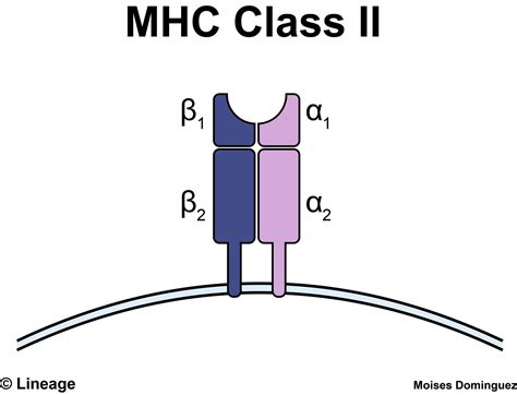 Structure And Function Of Mhc Immunology Medbullets Step 1