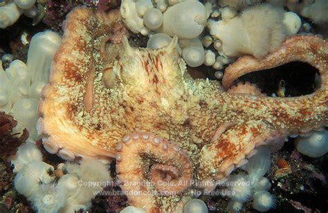 Giant Pacific Octopus Photo Marine Photography By Brandon Cole