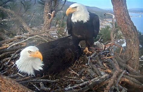 First Big Bear Bald Eagle Baby Of 2021 Hatches As The World Watches